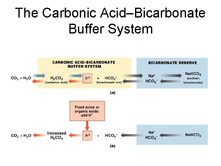 The Carbonic Acid–Bicarbonate Buffer System Figure 27– 9 