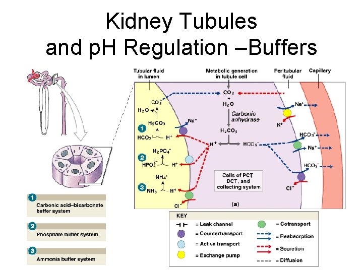 Kidney Tubules and p. H Regulation –Buffers Figure 27– 10 a 