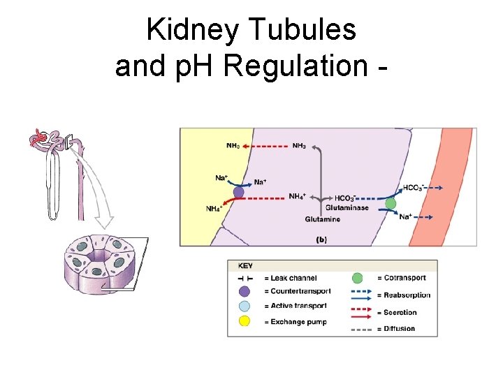 Kidney Tubules and p. H Regulation - Figure 27– 10 b 