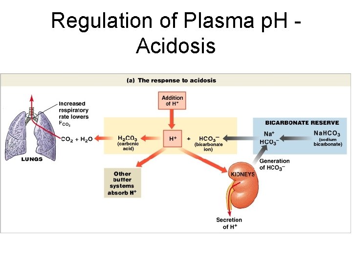 Regulation of Plasma p. H Acidosis Figure 27– 11 a 