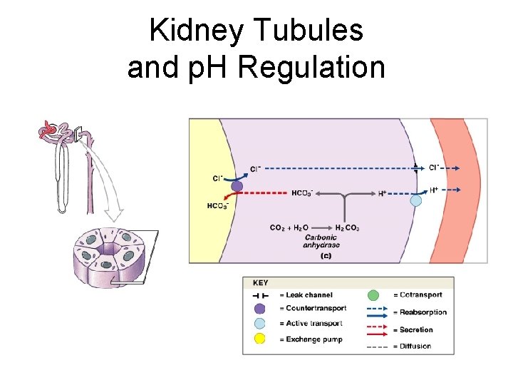 Kidney Tubules and p. H Regulation Figure 27– 10 c 