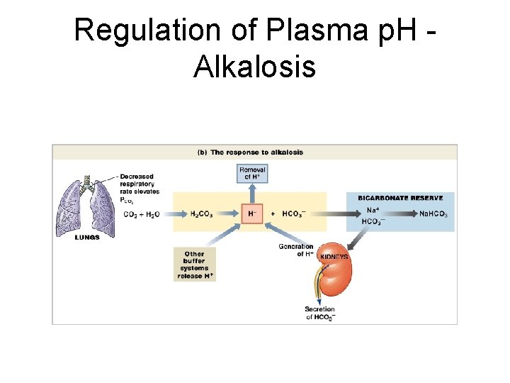 Regulation of Plasma p. H Alkalosis Figure 27– 11 b 