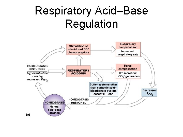 Respiratory Acid–Base Regulation Figure 27– 12 a 