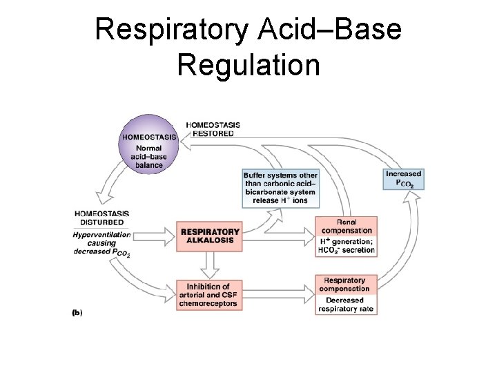 Respiratory Acid–Base Regulation Figure 27– 12 b 