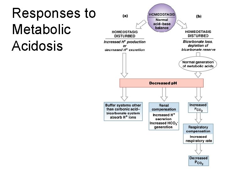 Responses to Metabolic Acidosis Figure 27– 13 