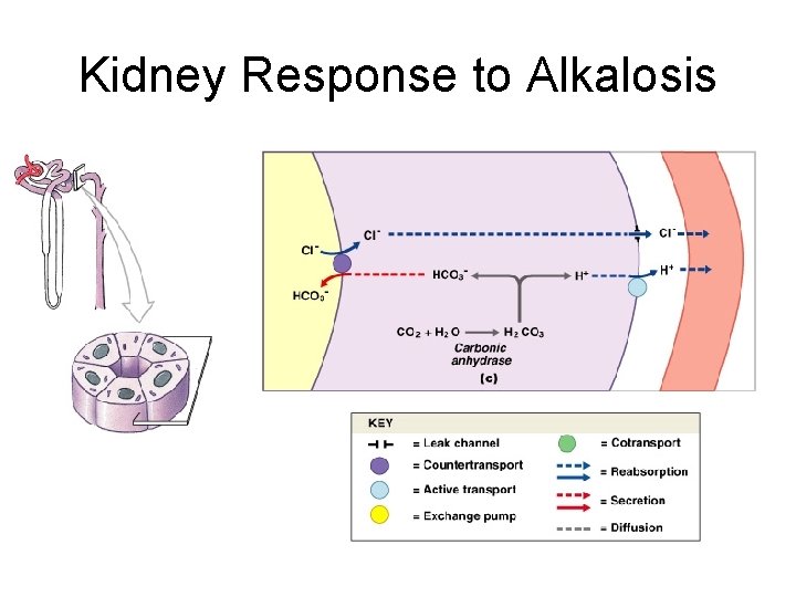Kidney Response to Alkalosis Figure 27– 10 c 