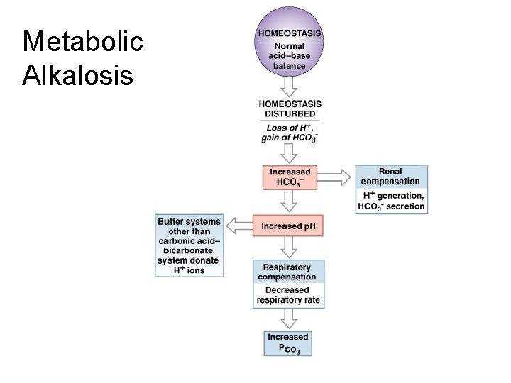 Metabolic Alkalosis Figure 27– 14 