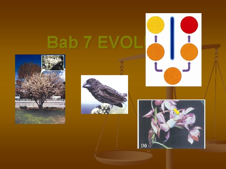 Bab 7 EVOLUSI 