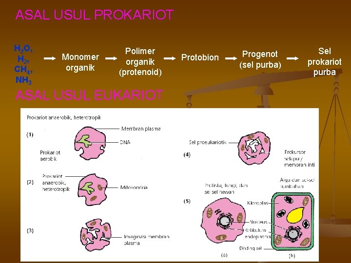 ASAL USUL PROKARIOT H 2 O, H 2 , CH 4, NH 3 Monomer