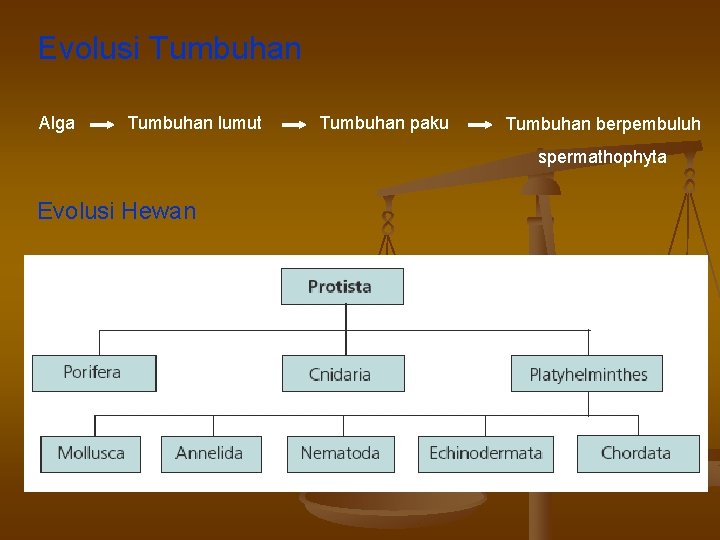 Evolusi Tumbuhan Alga Tumbuhan lumut Tumbuhan paku Tumbuhan berpembuluh spermathophyta Evolusi Hewan 