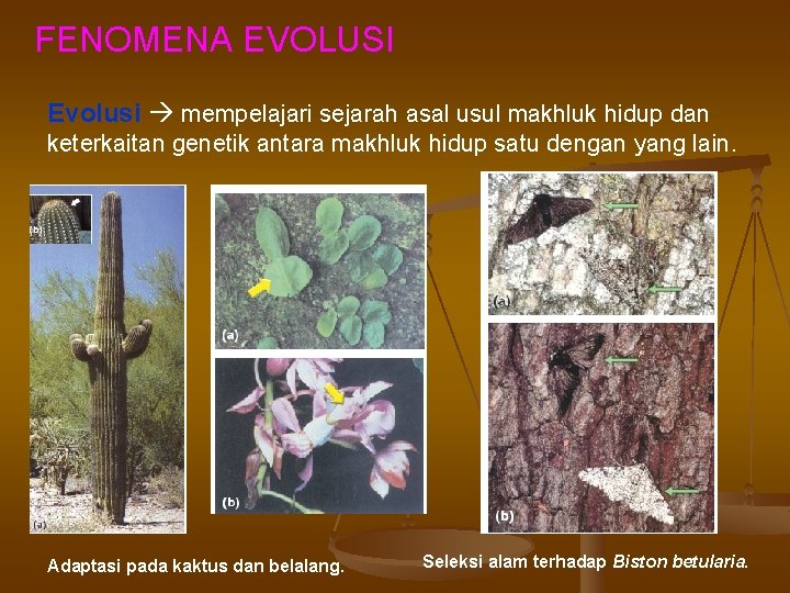 FENOMENA EVOLUSI Evolusi mempelajari sejarah asal usul makhluk hidup dan keterkaitan genetik antara makhluk