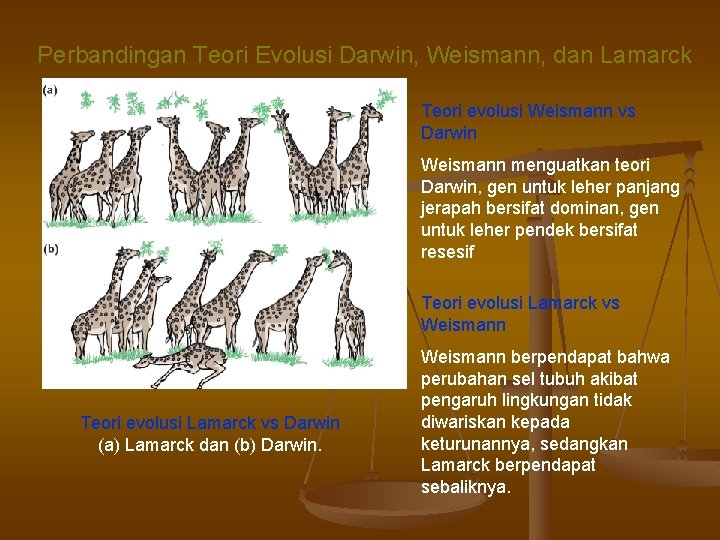 Perbandingan Teori Evolusi Darwin, Weismann, dan Lamarck Teori evolusi Weismann vs Darwin Weismann menguatkan