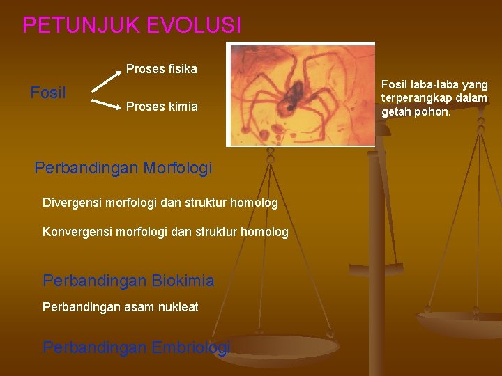 PETUNJUK EVOLUSI Proses fisika Fosil Proses kimia Perbandingan Morfologi Divergensi morfologi dan struktur homolog