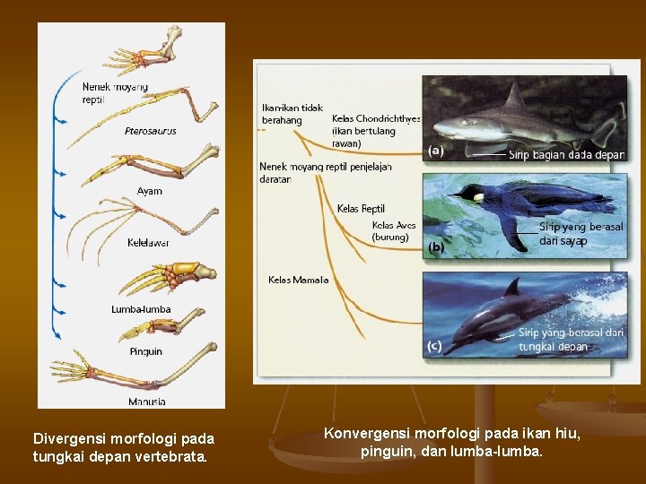 Divergensi morfologi pada tungkai depan vertebrata. Konvergensi morfologi pada ikan hiu, pinguin, dan lumba-lumba.