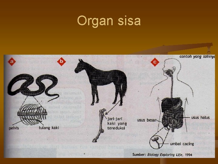 Organ sisa 