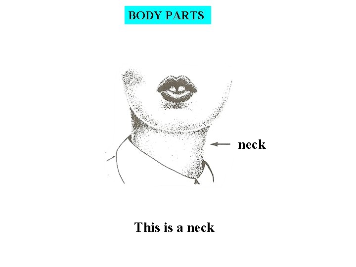 BODY PARTS neck This is a neck 