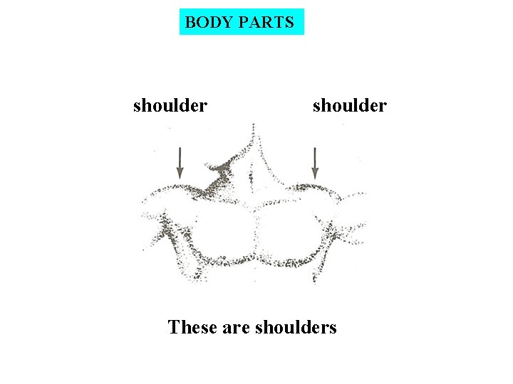 BODY PARTS shoulder These are shoulders 