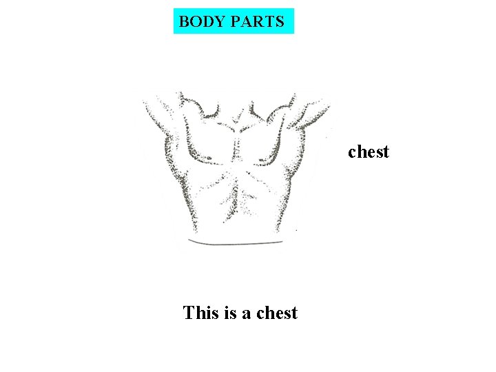 BODY PARTS chest This is a chest 