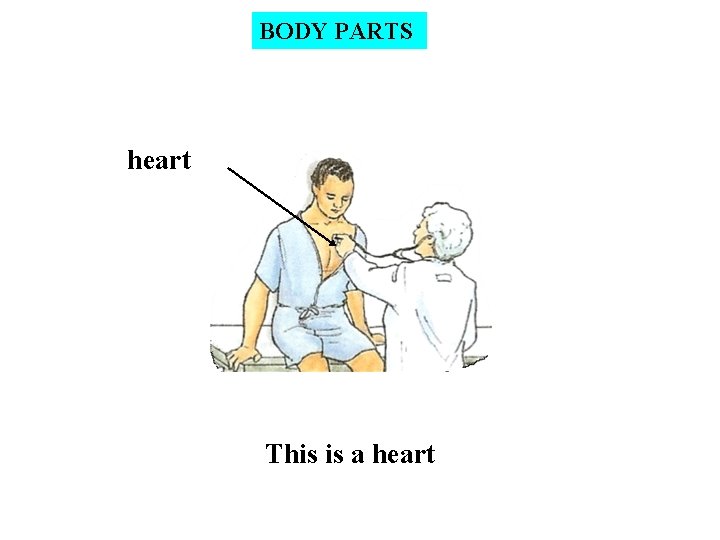 BODY PARTS heart This is a heart 