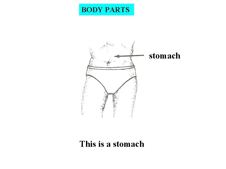 BODY PARTS stomach This is a stomach 