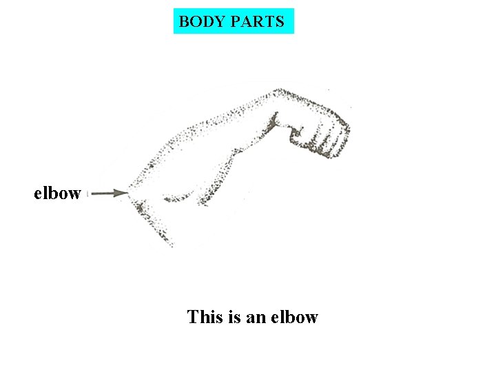 BODY PARTS elbow This is an elbow 