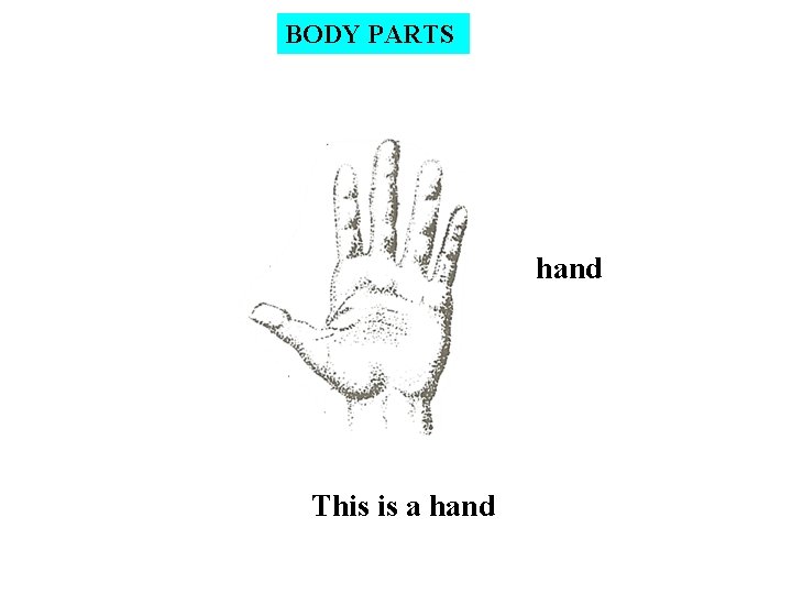BODY PARTS hand This is a hand 