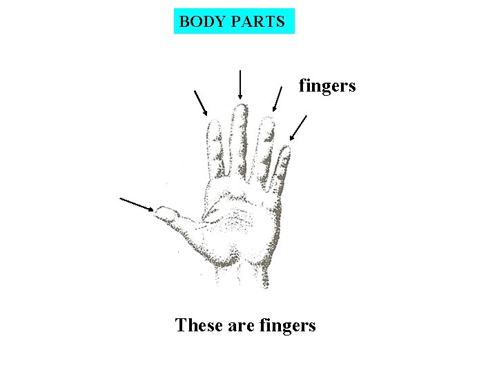 BODY PARTS fingers These are fingers 