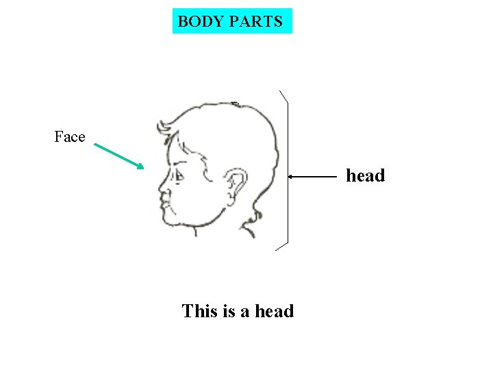 BODY PARTS Face head This is a head 