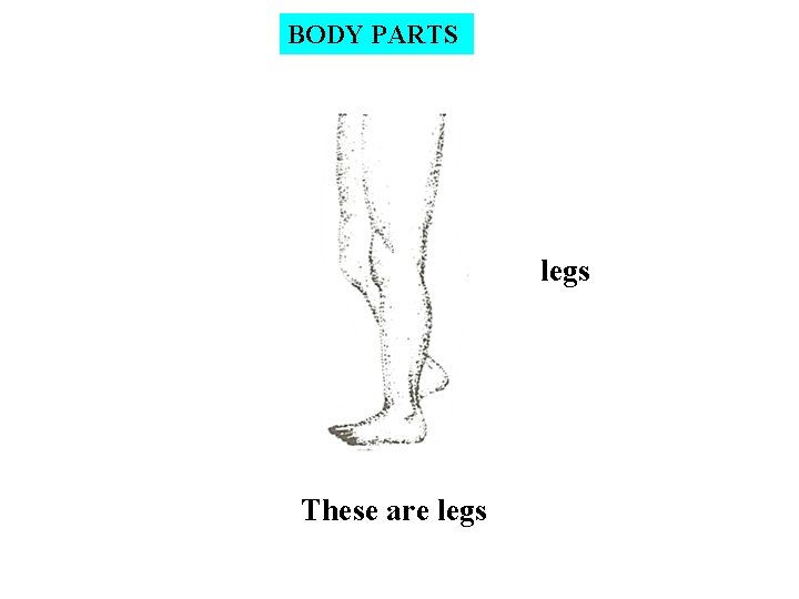 BODY PARTS legs These are legs 