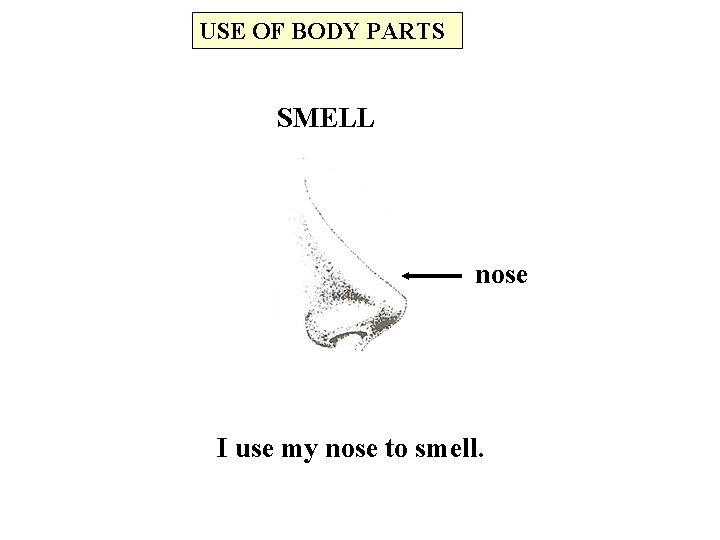 USE OF BODY PARTS SMELL nose I use my nose to smell. 