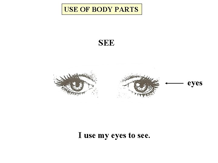 USE OF BODY PARTS SEE eyes I use my eyes to see. 