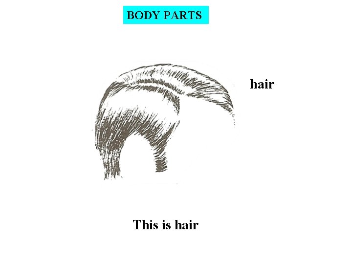 BODY PARTS hair This is hair 