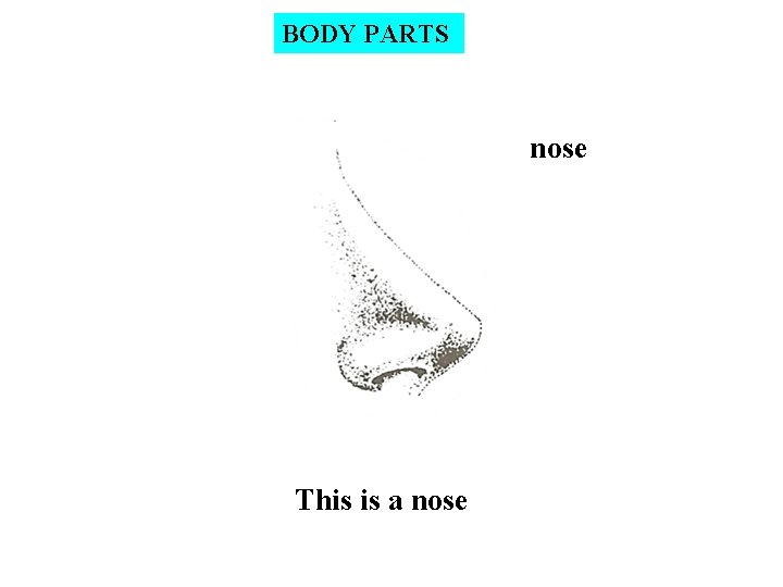BODY PARTS nose This is a nose 