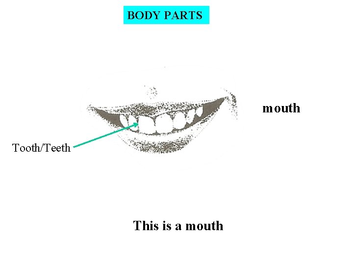 BODY PARTS mouth Tooth/Teeth This is a mouth 