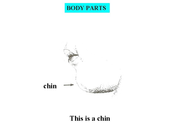 BODY PARTS chin This is a chin 