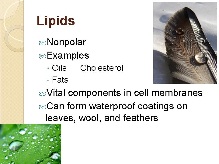 Lipids Nonpolar Examples ◦ Oils ◦ Fats Vital Cholesterol components in cell membranes Can