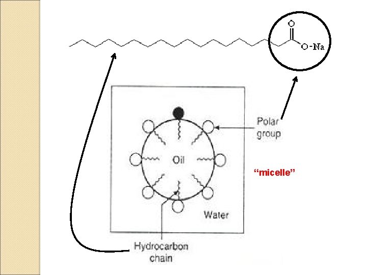 “micelle” 