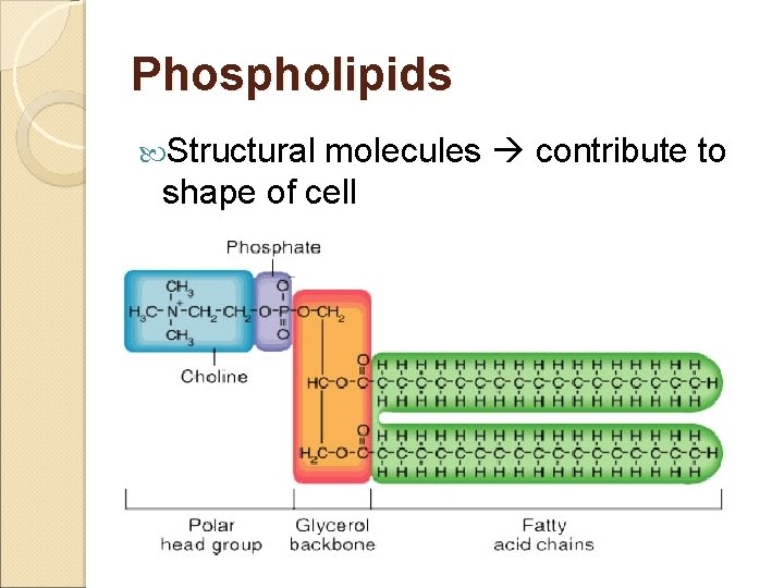 Phospholipids Structural molecules contribute to shape of cell 