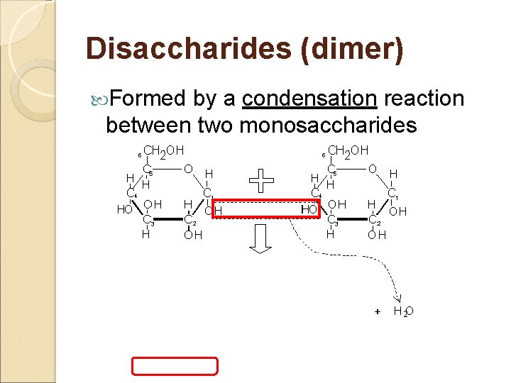 Disaccharides (dimer) Formed by a condensation reaction between two monosaccharides 
