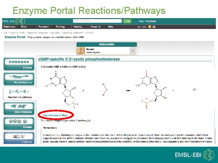 Enzyme Portal Reactions/Pathways 