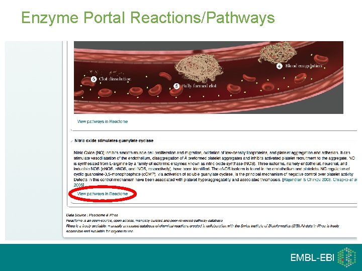 Enzyme Portal Reactions/Pathways 