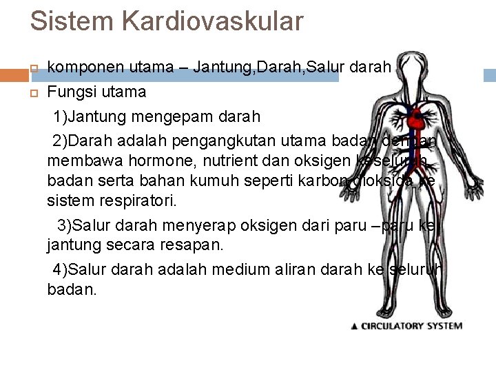 Sistem Kardiovaskular komponen utama – Jantung, Darah, Salur darah Fungsi utama 1)Jantung mengepam darah