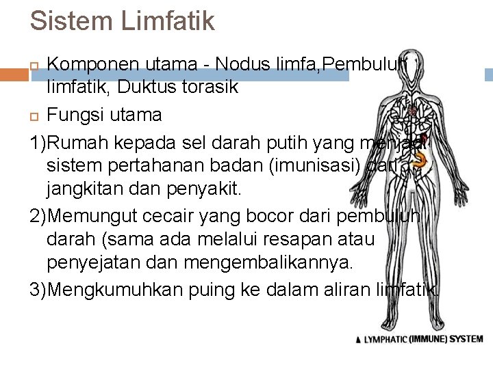 Sistem Limfatik Komponen utama - Nodus limfa, Pembuluh limfatik, Duktus torasik Fungsi utama 1)Rumah