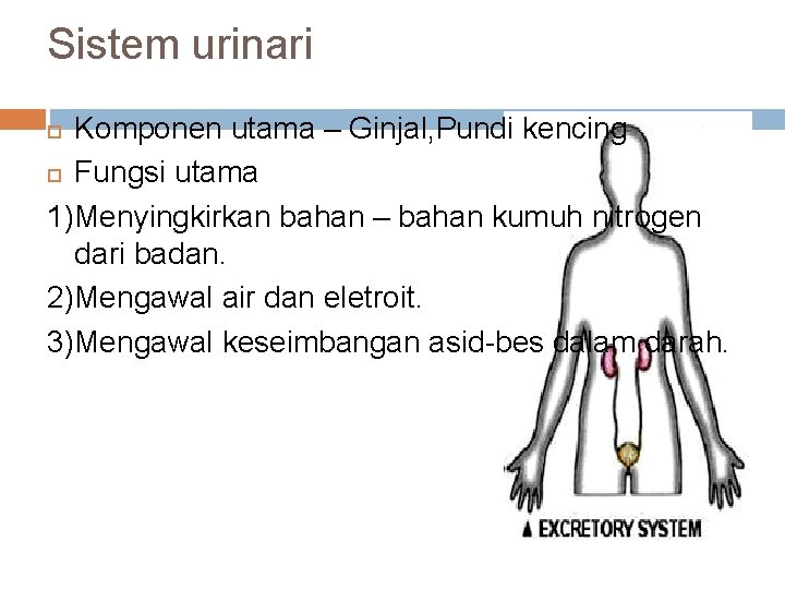 Sistem urinari Komponen utama – Ginjal, Pundi kencing Fungsi utama 1)Menyingkirkan bahan – bahan