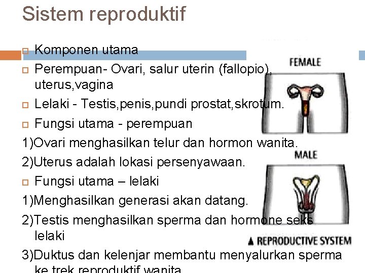 Sistem reproduktif Komponen utama Perempuan- Ovari, salur uterin (fallopio), uterus, vagina Lelaki - Testis,