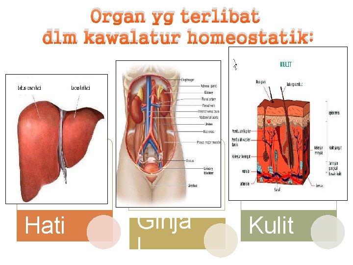 Organ yg terlibat dlm kawalatur homeostatik: Hati Ginja l Kulit 