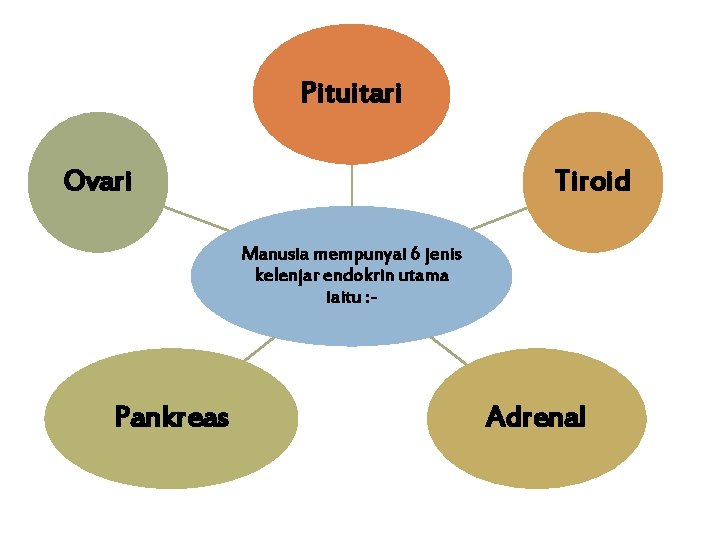 Pituitari Ovari Tiroid Manusia mempunyai 6 jenis kelenjar endokrin utama iaitu : - Pankreas