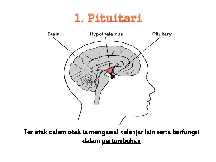 1. Pituitari Terletak dalam otak ia mengawal kelenjar lain serta berfungsi dalam pertumbuhan 