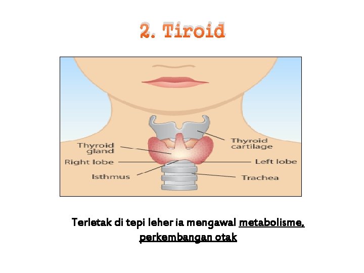 2. Tiroid Terletak di tepi leher ia mengawal metabolisme, perkembangan otak 