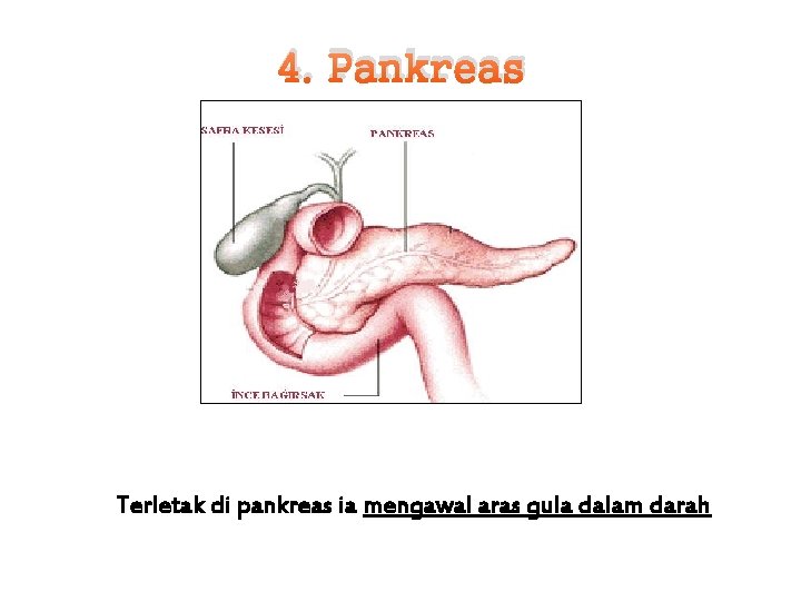 4. Pankreas Terletak di pankreas ia mengawal aras gula dalam darah 